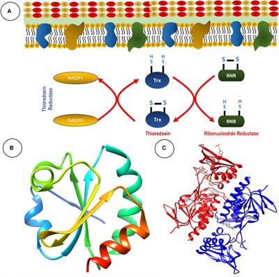 Thioredoxin Reductase Is a Valid Target for Antimicrobial Therapeutic Development Against Gram-Positive Bacteria